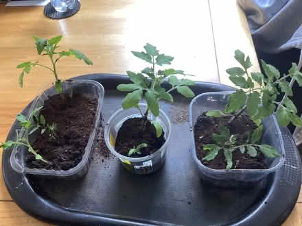 Photo of free Tomato Plants (Charminster BH8) #2