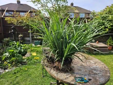 Photo of free Pond plant in basket (Queens Drive MK41) #2