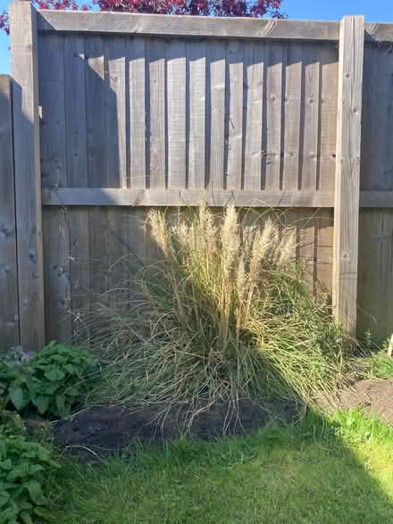Photo of free 3ft bush / palm plant (Ifton Heath SY11) #1