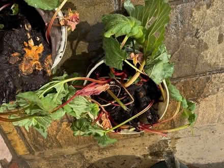 Photo of free Rhubarb Plants (Upper Radley OX14) #2