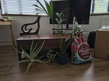 Photo of free Assortment of houseplants (Acton W3) #1