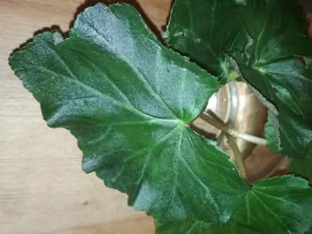 Photo of free Begonia leaves for propagation (Dublin central) #2