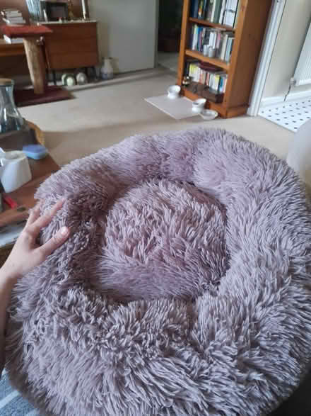 Photo of free Plush cat or small dog bed (Larkhall, Bath BA1) #1