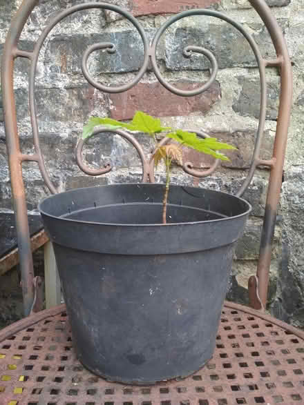 Photo of free Acer? Tree sapling (Dublin central) #2