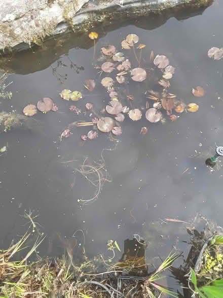 Photo of free Water Lily Plant (Chipping Sodbury) #1