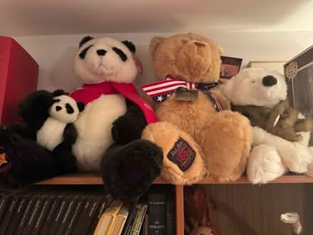 Photo of free Teddy Bear collection (Abington, near Library) #2