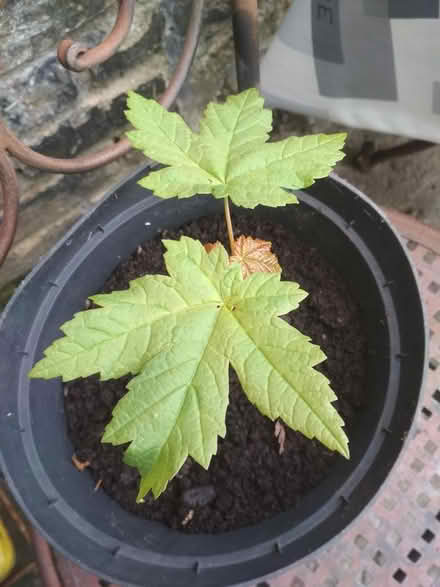 Photo of free Acer? Tree sapling (Dublin central) #1