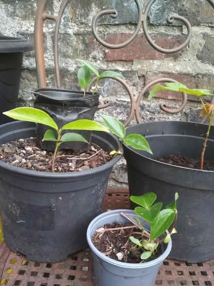 Photo of free Saplings (Dublin central) #3
