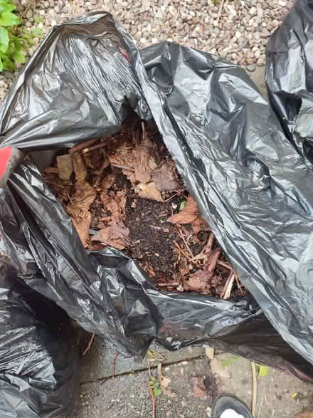 Photo of free Leaf mould/ mulch/ leaves (Chad Valley B16) #3
