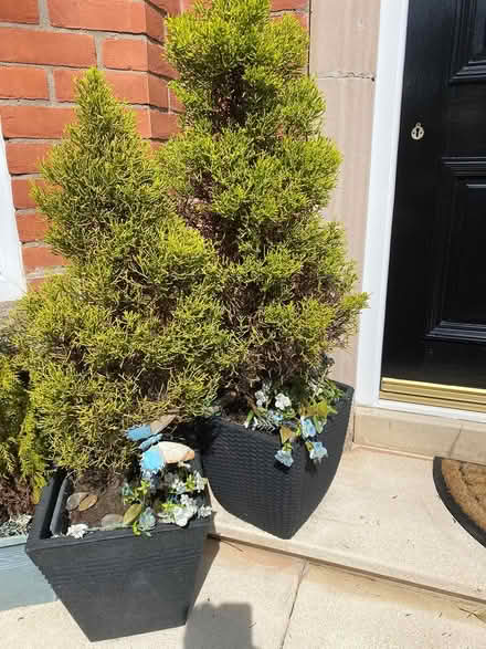 Photo of free Potted conifers (Belfast, Lisburn Road BT9) #1