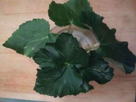 Photo of free Begonia leaves for propagation (Dublin central) #1