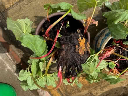 Photo of free Rhubarb Plants (Upper Radley OX14) #3