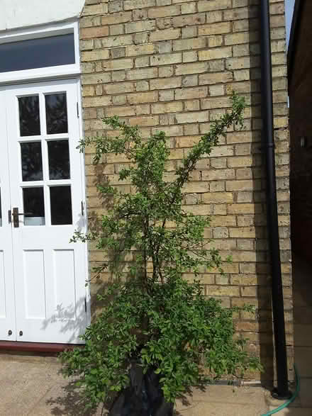 Photo of free Slide bush? (HP13 near railway station) #1