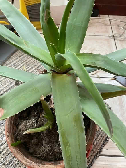 Photo of free Aloe Vera plant with pups (Halton LA2) #1