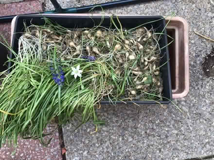 Photo of free Muscari and Star of Bethlehem bulbs. (Wallasey CH44) #1