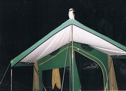 Photo of free Canvas Tent with Canopy (Niagara Park near Gosford) #2