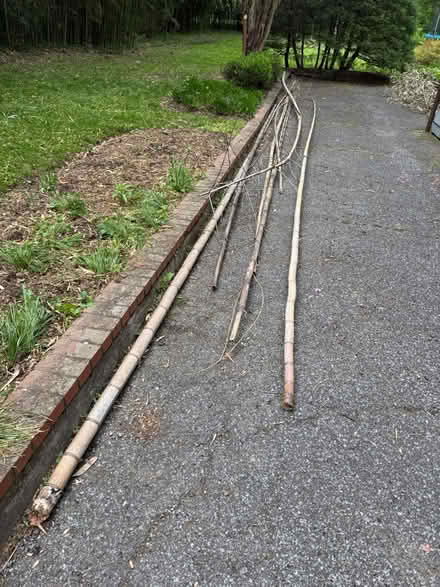 Photo of free Bamboo (Chevy Chase) #2