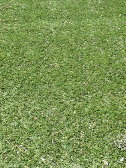 Photo of Astro turf (Pant SY10) #1