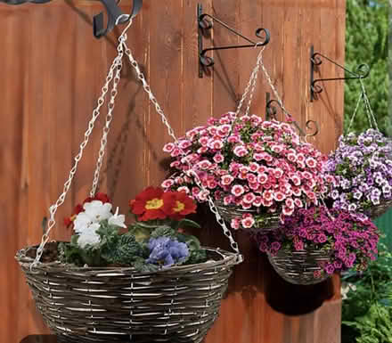 Photo of Outdoor plants (Rg14) #2