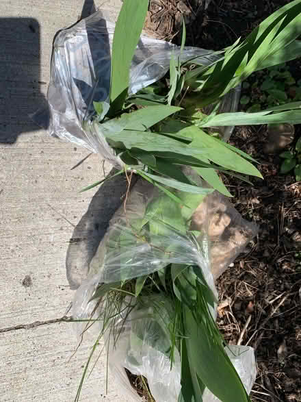 Photo of free Iris (St. Clair & Victoria Park) #1