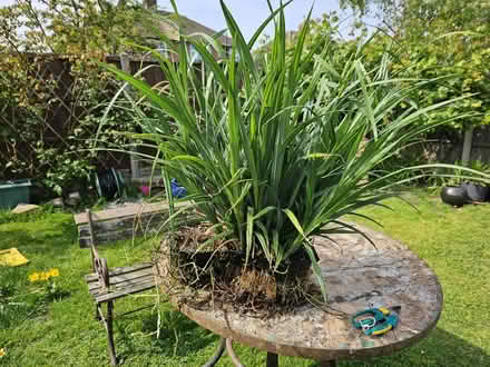 Photo of free Pond plant in basket (Queens Drive MK41) #1
