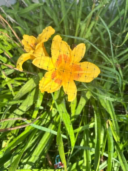 Photo of free Hybrid Day Lilies (Chadds Ford/Garnet Valley) #2
