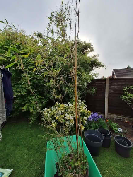 Photo of free bamboo (Penwortham Lane PR1) #2