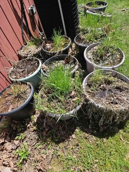 Photo of free Garden pots (Scarborough M1G3H8) #1