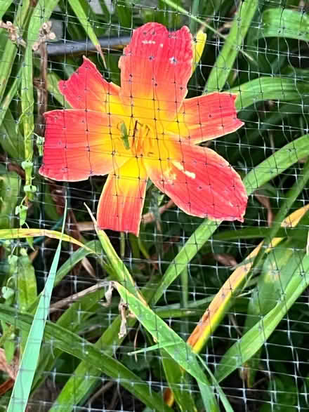 Photo of free Hybrid Day Lilies (Chadds Ford/Garnet Valley) #3