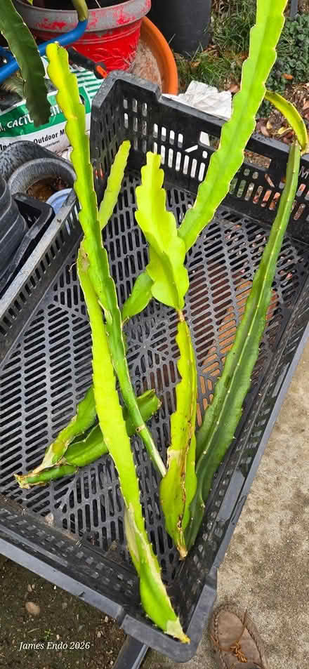 Photo of free cactus and succulents (San Jose) #1