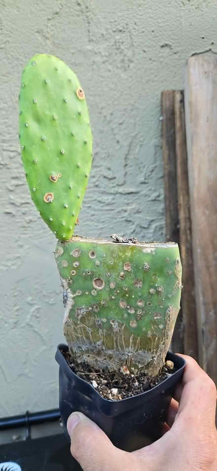 Photo of free cactus and succulents (San Jose) #3