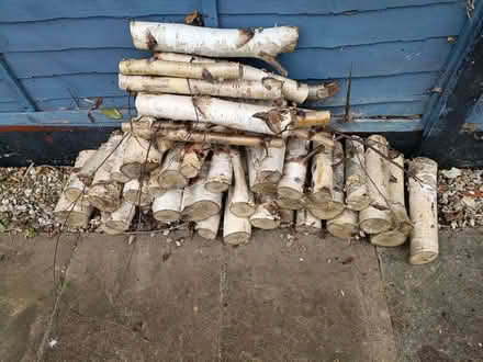 Photo of free Birch Logs (Sherrard's Green WR14) #1