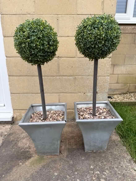 Photo of free Two artificial plants (Larkhall BA1) #1