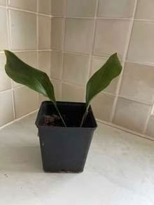 Photo of free Small aspidistra plant (Caldecott OX14) #1