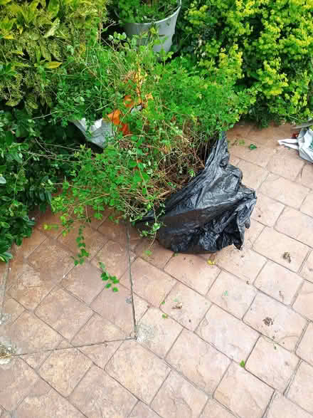 Photo of free small Spirea bushes I've thinned out (Prestatyn LL19) #1