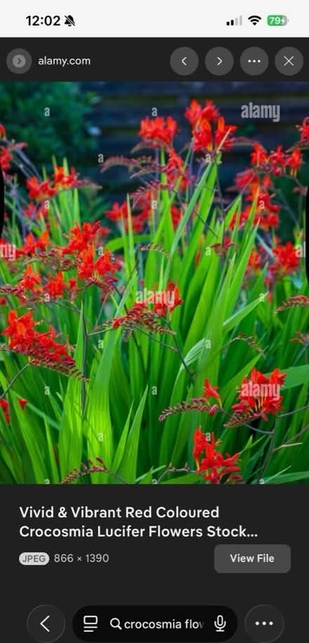 Photo of free Crocosmia bulbs (Oakland hills) #1