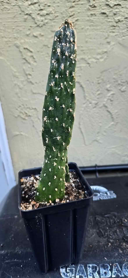 Photo of free cactus and succulents (San Jose) #4