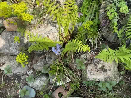 Photo of free Rockery stones (Liverpool 13 /Stoneycroft) #1