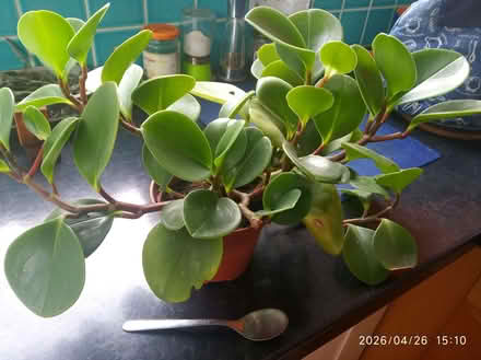Photo of free Houseplant - peperomia (Carlton Hill BN2) #1