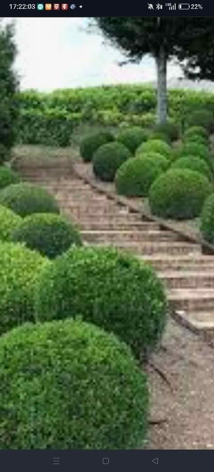 Photo of garden plants (Cornhill AB25) #1