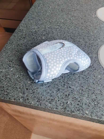 Photo of free Puppy /cat harness (WD25 Woodside) #2