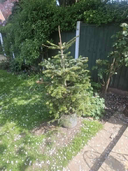 Photo of free Christmas tree (City of Derby) #1