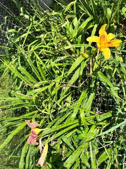 Photo of free Hybrid Day Lilies (Chadds Ford/Garnet Valley) #4