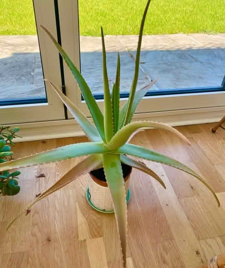 Photo of free House plants (Buckley CH7) #4