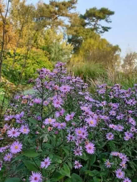 Photo of free Purple Aster daisies (Waterlooville PO7) #3