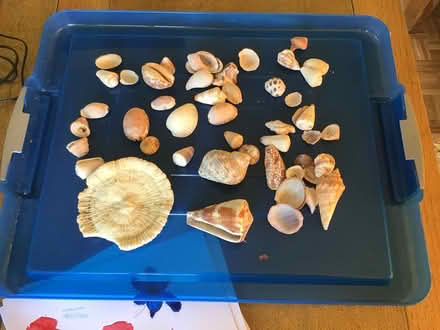 Photo of free Coral and seashells (Selston NG16) #2