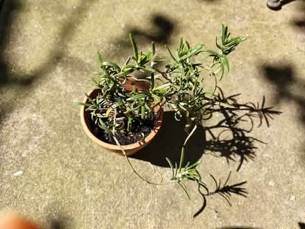 Photo of free Rosemary plant (islington N1) #1