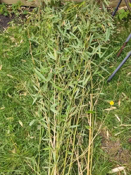 Photo of free Bamboo branches (St Ives PE27) #2