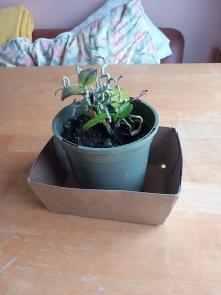 Photo of free Small orchid plant (Odd Down BA2) #2