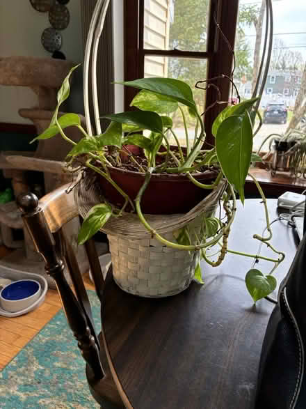 Photo of free Plants (Tewksbury) #1